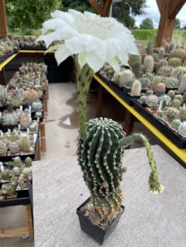 Echinopsis Hybr. weiss